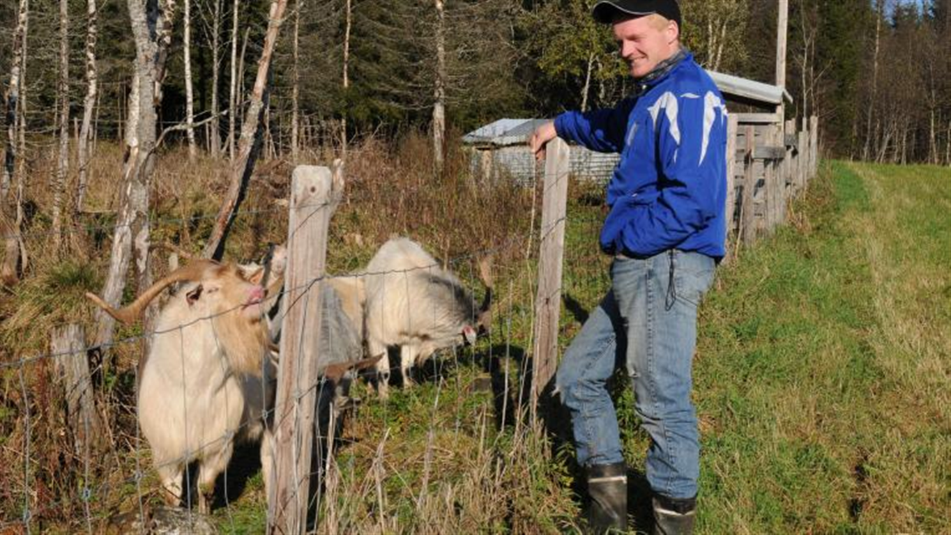 Før jul i fjor fikk Vegard Vigdenes påvist sykdom på sine kasjmirgeiter. I januar gikk hele besetningen på rundt et hundre til slakteriet. Først i oktober kom helt nye friske geiter i samme antall med bil fra Gol, til gården Vigdenes vestre i Forradal.

