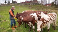 Sommerferien for bygdas firbeinte nærmer seg slutten og hjemsankinga starter i helga. Denne helga skal kvigene på Vigden og Elgvadsfoss samles mens sauene skal sankes neste helg. Beitelaget ber folk ta hensyn i marka og ved samletrøene.